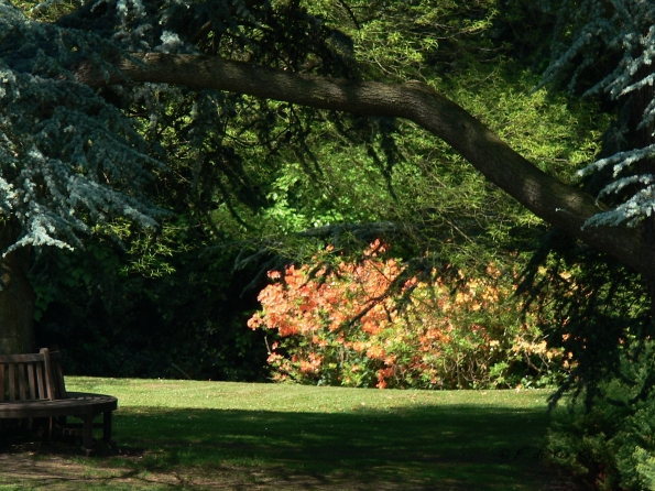 Bois des Moutiers (264) Mai 2012